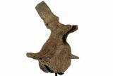 Triceratops Caudal Vertebra On Stand - North Dakota #77962-1
